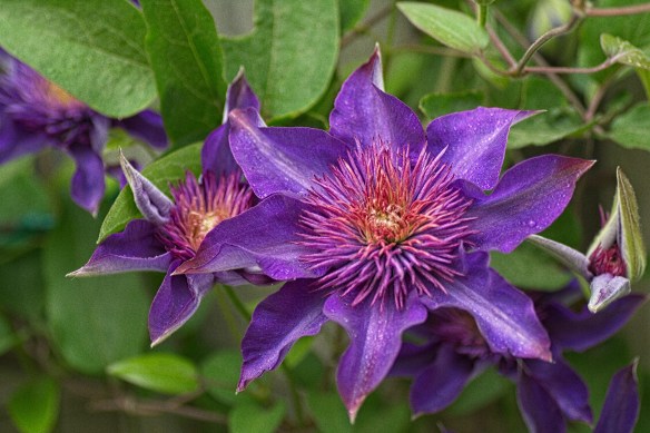 A flower with purple petals and a mass of purple stamens in the centre with green leaves in the background.